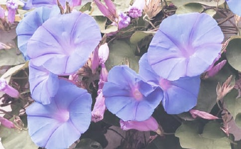 �����������Ć�ʾ����