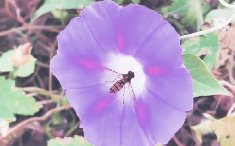 ���x��ţ������3ƪ