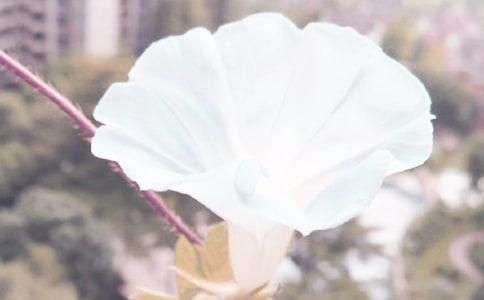 描寫(xiě)牽牛花的好詞好句好段