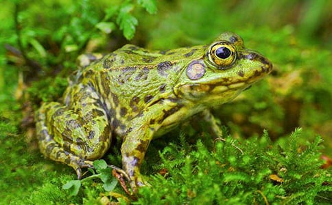 �а����g(sh��)�̰��fԒ��С����