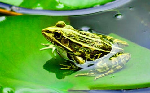 小青蛙的建議書