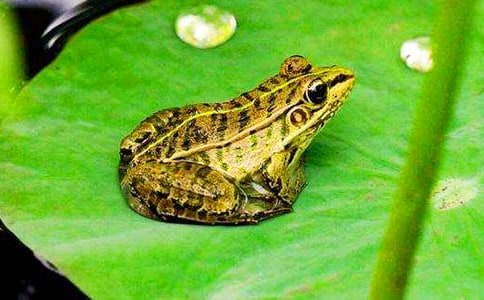 ���D��Ԓ���ģ����o(h��)����