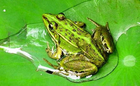 С���w���̰���С����׽���x