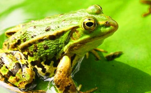 小學(xué)生保護青蛙的作文(集合5篇)