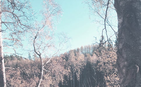 ɭ�ֲ�ԭ�＾���������Y(ji��)ƪ1