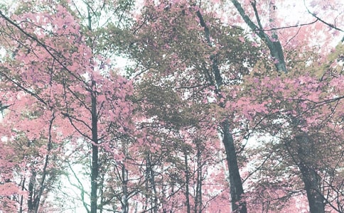 �＾С�W(xu��)�̌�(d��o)̎�������Y(ji��)��(y��u)��