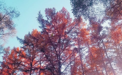 【優(yōu)秀】秋日隨想作文3篇