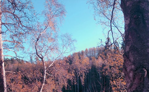 ���յ�ꖹ�����