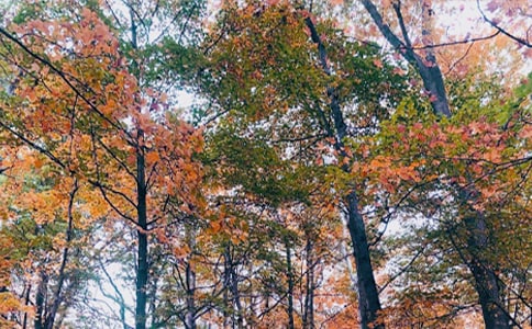 ���Ճ�(y��u)������