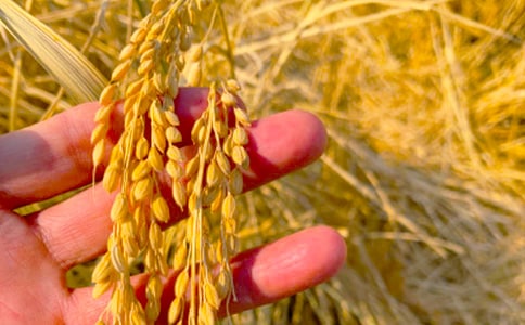 ���Ճ�(y��u)������