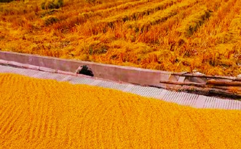 �����A������С�W(xu��)������300����ƪ