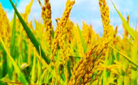 ����С�W(xu��)������300�ּ�����ƪ