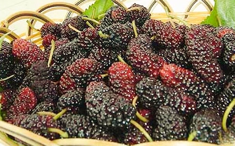 摘桑葚作文通用15篇