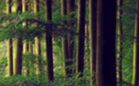 鄉(xiāng)鎮(zhèn)森林防火工作情況匯報(bào)