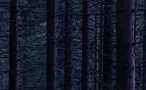 ɭ�ַ������R��(b��o)15ƪ