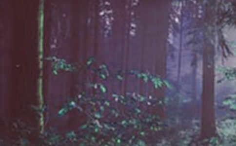 森林防火隱患排查情況報(bào)告