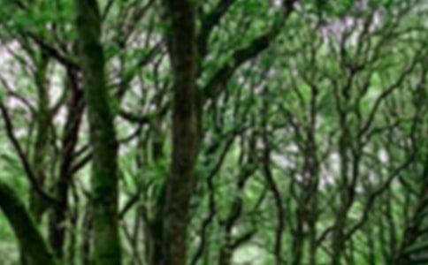 ɭ�ַ�����������r��(b��o)�棨ͨ��11ƪ��