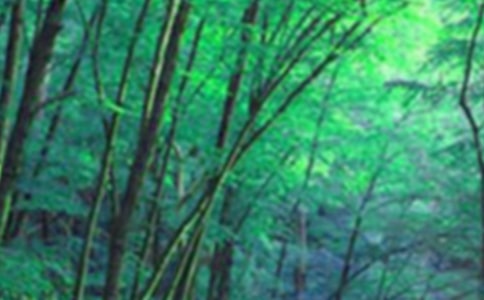 《東北大森林》的教學(xué)設(shè)計(jì)