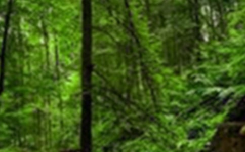 林場(chǎng)森林防火工作情況匯報(bào)