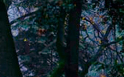 ɭ�ַ�������r�R��15ƪ