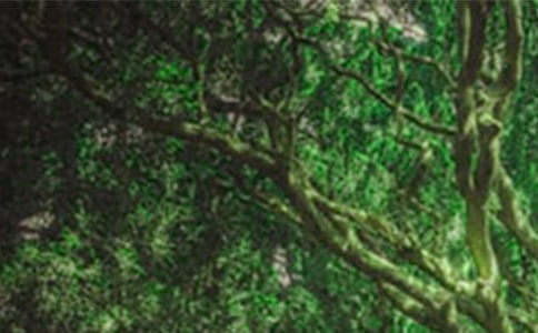 ɭ�ַ��𶽲���r��(b��o)�棨ͨ��19ƪ��