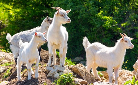 “分腿騰越――跳山羊”教學片段