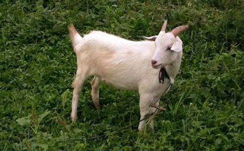 ɽ�������