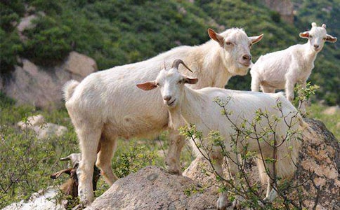 ��ֻɽ���^�򿴈D��Ԓ���ģ����x17ƪ��