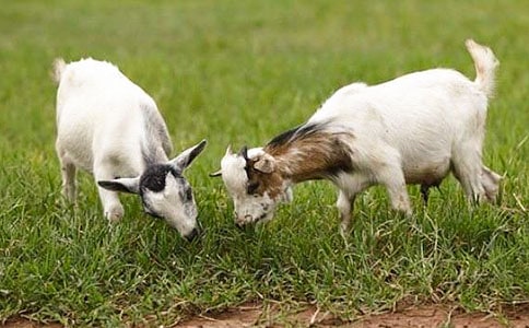 Сɽ��Ľ̰������x11ƪ��