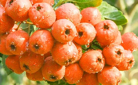 ժɽ髵�����