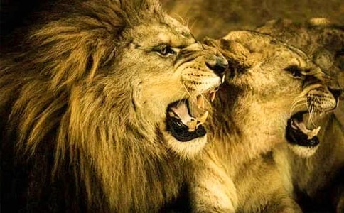 �{�Ӻ���������