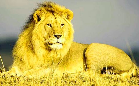 小獅子巴卡歷險記作文