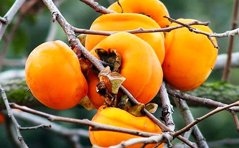 [�ϼ�]���Ӄ�(y��u)������15ƪ