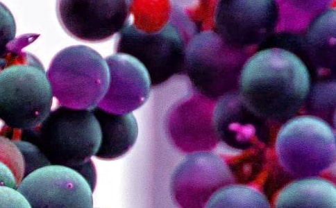 做水果沙拉的日記五篇