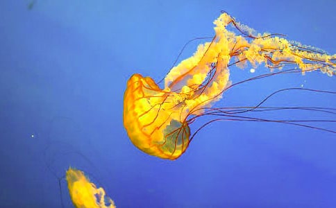 �[ˮĸչ����