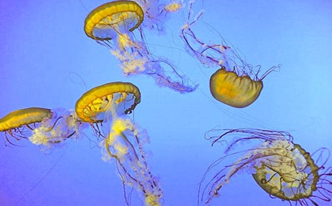 �P(gu��n)��ˮĸ������