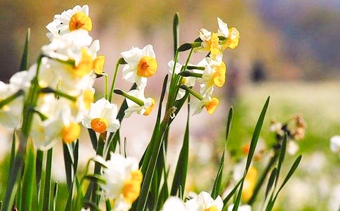 ˮ�ɻ����ķ�����15ƪ��