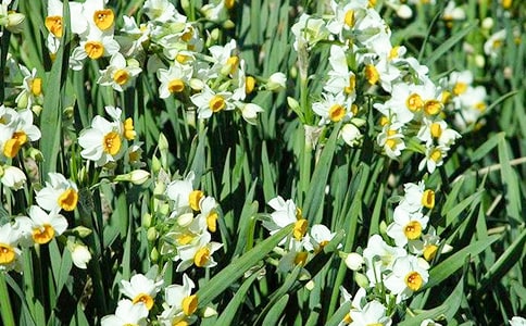 �ҵ�ֲ������ˮ�ɻ�����