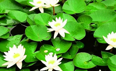 ˯ɏ��(y��u)�����ģ����x25ƪ��