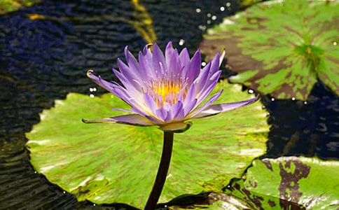 睡蓮優(yōu)秀作文(通用30篇)