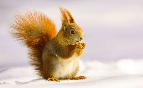 松鼠的故事作文