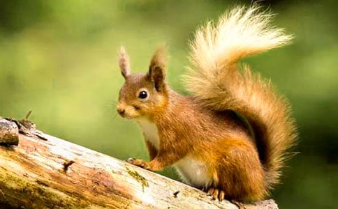 ���M�ҁ�������̌W�OӋ