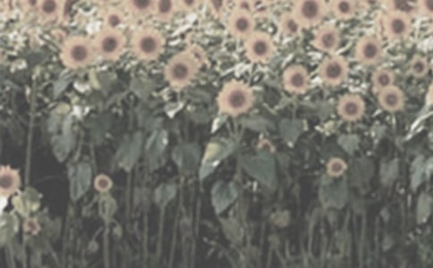 �����T��̫ꖻ�����4ƪ