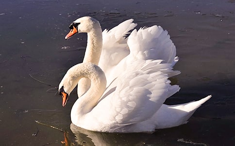 美麗的天鵝作文