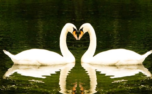 水中的白天鵝教案(精選5篇)