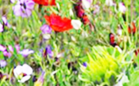 ������Ұ����