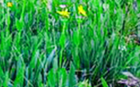 ���꼉��������Ұ����