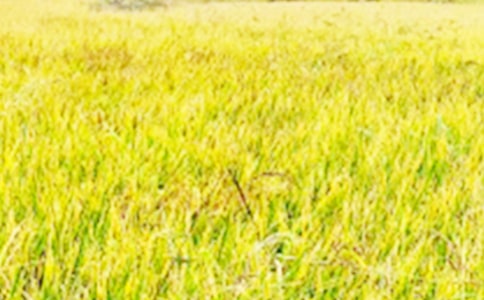 ��������Ұ��(y��u)�������\��[7ƪ]