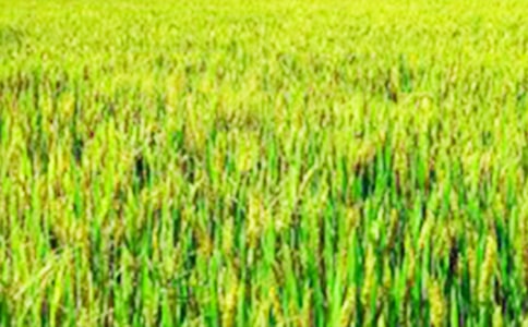 ��Ұ������