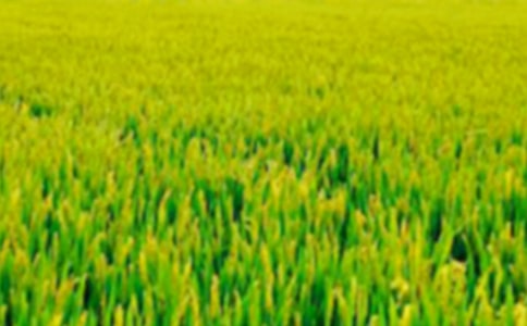 ����������Ұ��